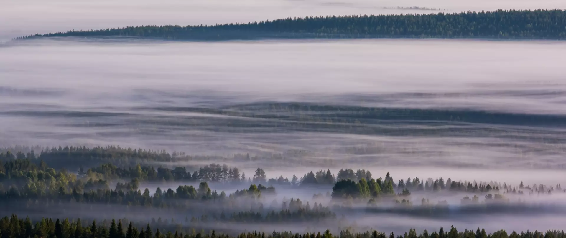 Nebeliger Morgen in Syöte, Finnland