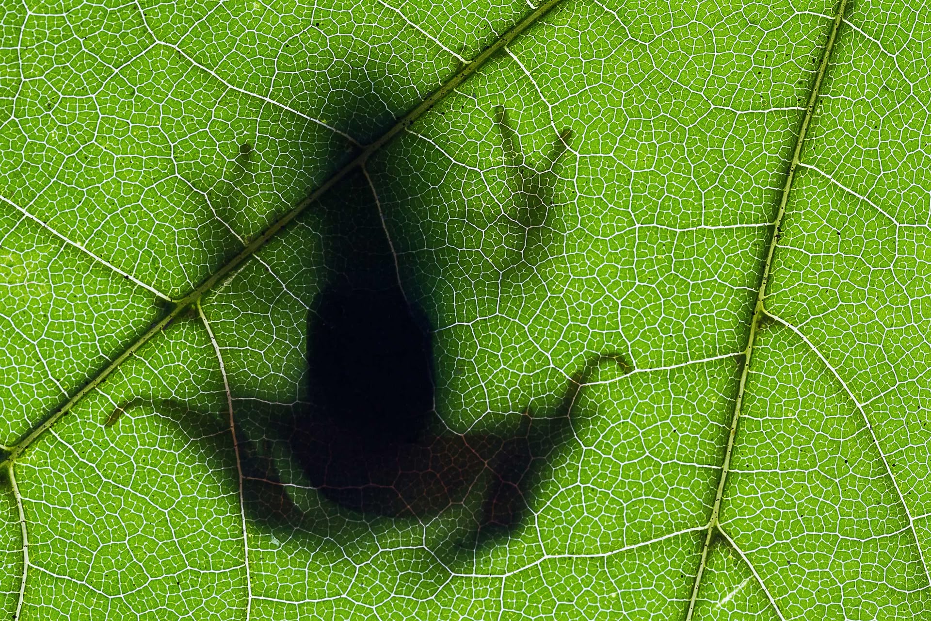 Schatten eines Frosches, der von unten durch ein grünes Blatt fotografiert wurde