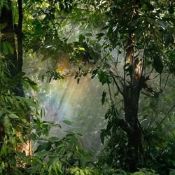 Foto von Sonnenstrahlen, die in einen Wald einfallen