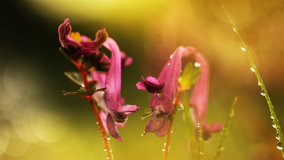 Naturfotografie: Makroaufnahme Blumen von Fotodozentin Manuela Prediger