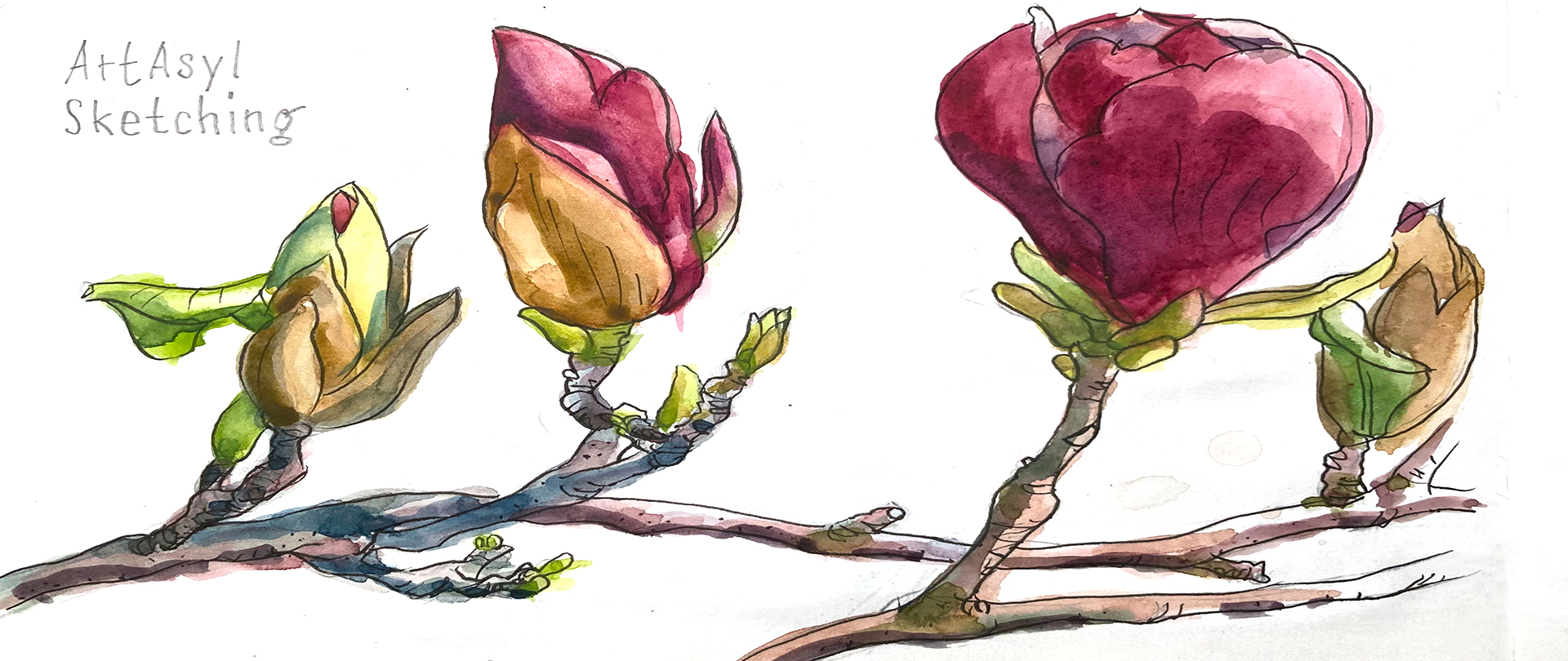 Knospen und Blüten von Rosen in Aquarell